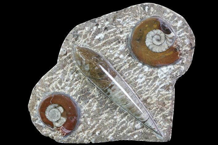 Fossil Goniatite & Orthoceras Display #77206